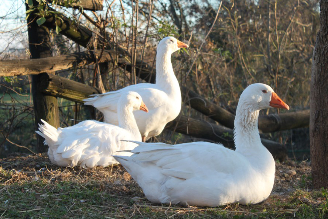 Piazzole per tende Piazzole per tende
