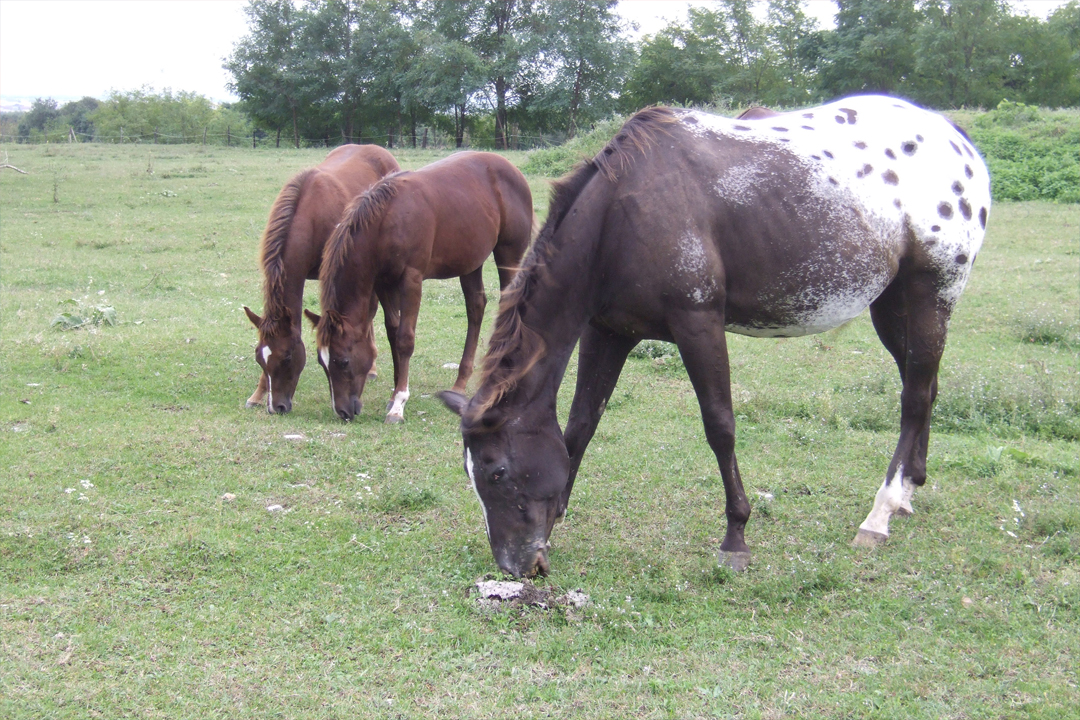 Agriturismo Pordenone Agriturismo Pordenone