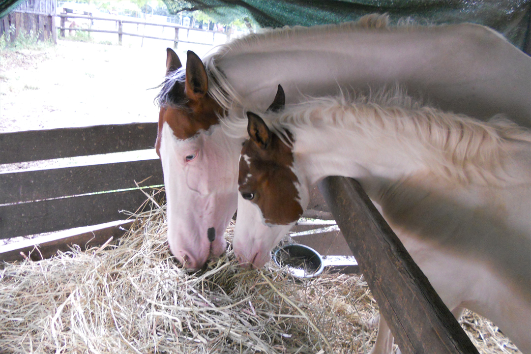 Dormire vicino Piancavallo Dormire vicino Piancavallo