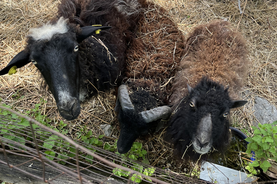 Ristorante ad Aviano Ristorante ad Aviano